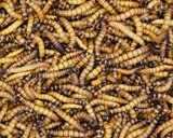 mealworms