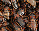 roaches